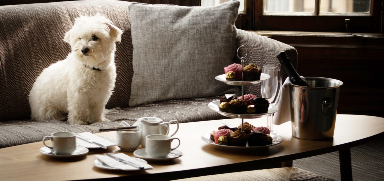 Dog friendly afternoon tea BB Edinburgh
