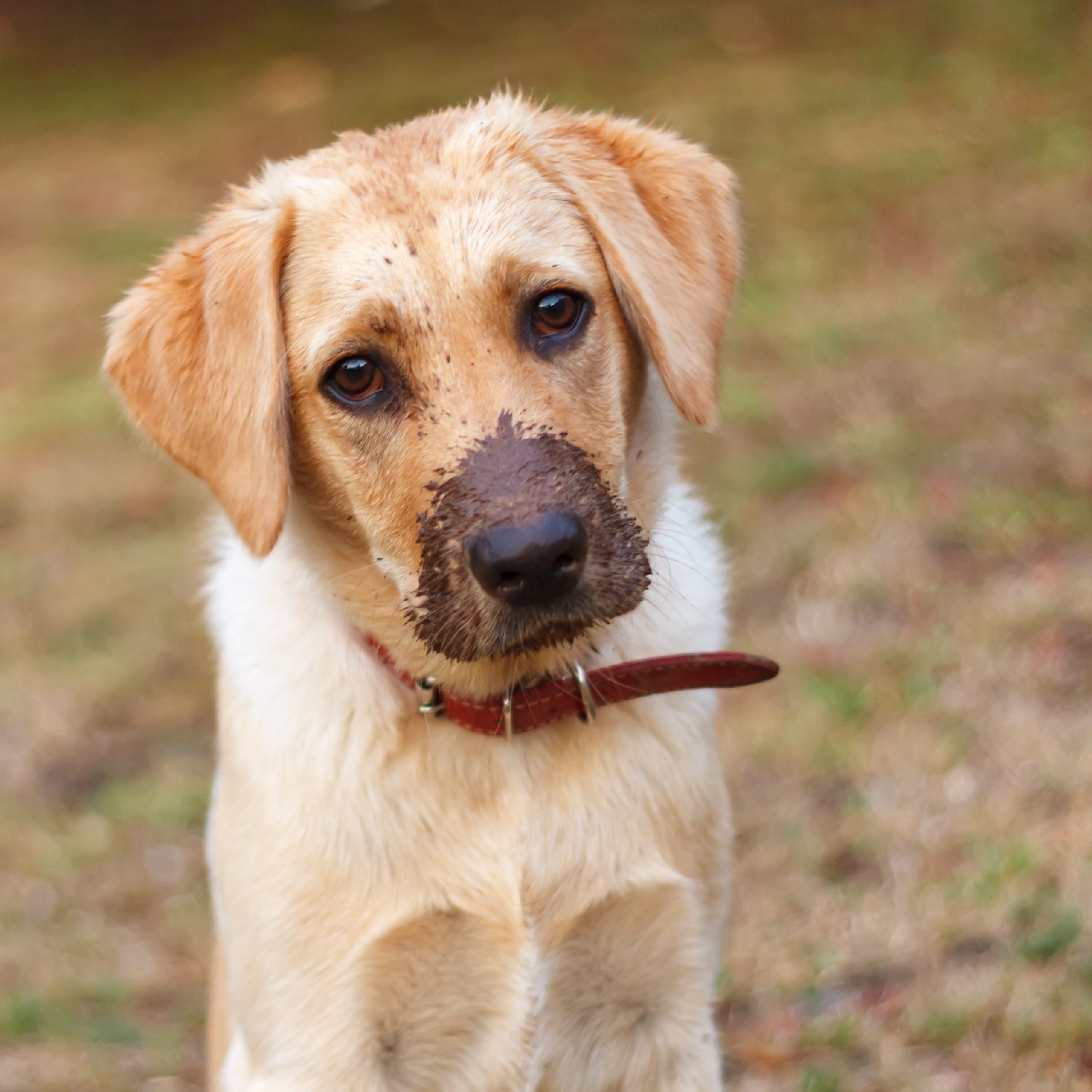 Dog Friendly Hotel in Edinburgh - B+B Edinburgh